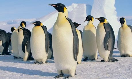 General Knowledge Quiz - Penguins