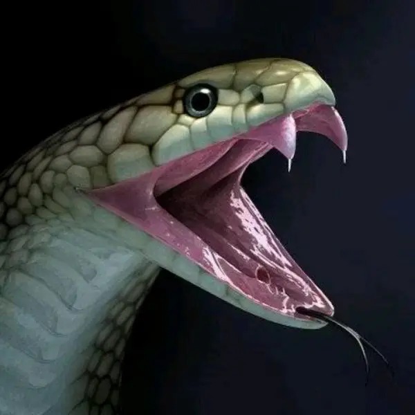 General Knowledge Quiz - A Snake's biting apparatus
