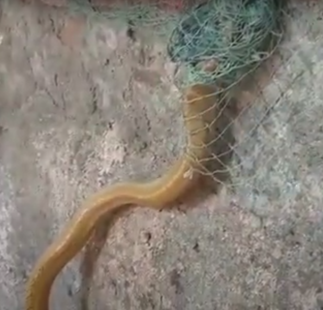 Cruelty to Animals - Rescuing two snakes trapped in a nylon net